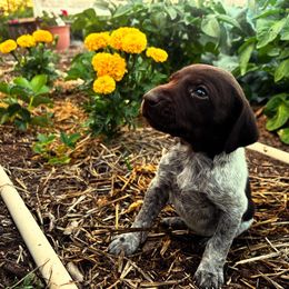 German Shorthaired Pointer Puppies from Justin Anderson