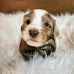 Sebastian - Chocolate male Goldendoodle puppy in Pine Grove, California from Lundee Doodles