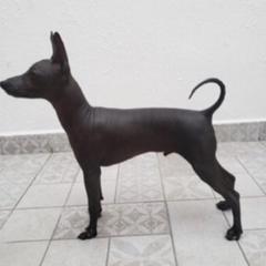 Xoloitzcuintli and Yorkshire Terrier Puppies from Terrifical Yorkies and Xoloitzquintli (toy)
