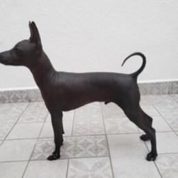 Xoloitzcuintli and Yorkshire Terrier Puppies from Terrifical Yorkies and Xoloitzquintli (toy)