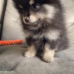 Black&Tan Male - Pomeranian puppy in Kokomo, Indiana from PomCo LLC