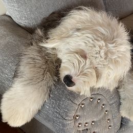 Old English Sheepdog Puppies from Heavinly Blessings Farm Pups - Old English Sheepdog Puppies