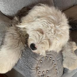 Old English Sheepdog Puppies from Heavinly Blessings Farm Pups - Old English Sheepdog Puppies