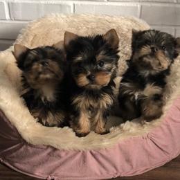 French Bulldog, Maltese, Poodle, and Yorkshire Terrier Puppies from Silver Lining