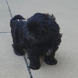Sable - Black and white female Shih Tzu puppy in Kill Devil Hills, North Carolina from AKC Shih Tzu Champion Line Puppies