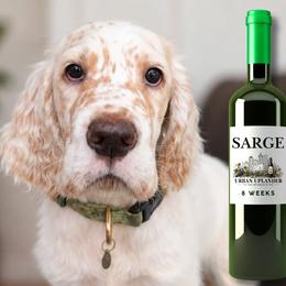 Merlot - White male English Setter puppy in Indianapolis, Indiana from Urban Uplander English Setters