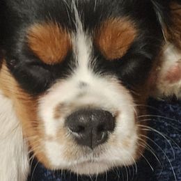 Cavalier King Charles Spaniels, Cavapoos, and Poodles from Far West Texas Oodles of Cavoodles & Cavi's