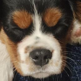 Cavalier King Charles Spaniels, Cavapoos, and Poodles from Far West Texas Oodles of Cavoodles & Cavi's
