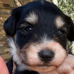 Loretta - Black tri-color female Aussiedoodle puppy in Allardt, Tennessee from Hearth&Hound Doodles