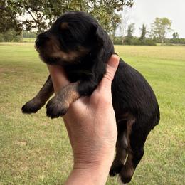 Smoky - Black and silver male Miniature Schnauzer puppy in Silver Creek, Mississippi from Mamie’s Minis, LLC