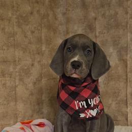 Sandy Claws - Blue female Great Dane puppy in Caldwell, Idaho from Miner's Dynamic Danes