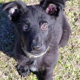 German Shepherds from Black Diamond K9 Tactical