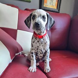 Maple (Black Spotted) - White and black female Dalmatian puppy in Salem, Missouri from Paradise Spots Dalmatians