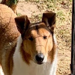 Sofia - Collie