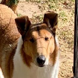 Sofia - Collie