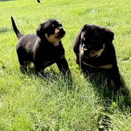 Rottweiler Puppies from The Village Rottweilers
