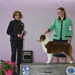 Envy - Australian Shepherd