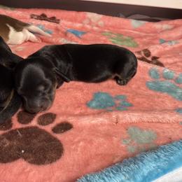 Girl 2 - female Dachshund puppy in Santa Rosa, California from Signature Mini Dachshunds