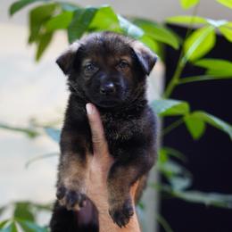 Luxor - Sable male German Shepherd puppy in Coarsegold, California from Yosemite Shepherds