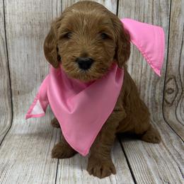 Pink Male - Apricot male Goldendoodle puppy in Great Falls, Montana from Montana Goldendoodles