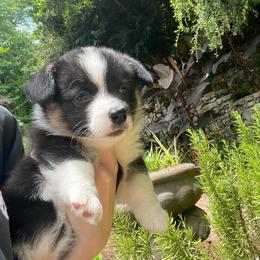 Pembroke Welsh Corgi Puppies from Dalton Family Corgis
