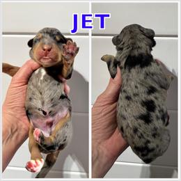 Jet - Blue merle male Bernedoodle puppy in Banner Elk, North Carolina from Walnut Tree Bernedoodles