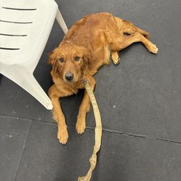 Georgia - Golden Retriever