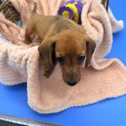 Archer - Red male Dachshund puppy in Gavilan Hills, California from Bacchanal Kennel/Ranch