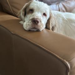 Clumber Spaniel Puppies from Wanderlust Clumber Spaniels
