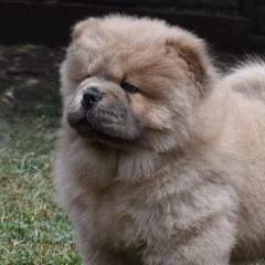 Chow Chow from ROCOCO CHOWS