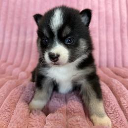 Juneau - Tri-color female Pomsky puppy in Aberdeen, Idaho from Willow Creek Cresteds