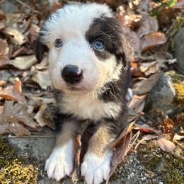 Winston - Black tri-color male Australian Shepherd puppy in Grants Pass, Oregon from Carmel Mountain Aussies