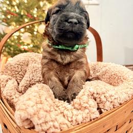 Boy 1 - Wheaten male Soft Coated Wheaten Terrier puppy in Fowler, Ohio from Warzalas wheatens