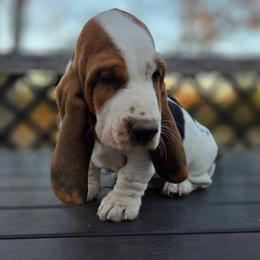 Santana 2700.00 - Black brown and white male Basset Hound puppy in Denison, Texas from Emma Lou's Baby Bassets