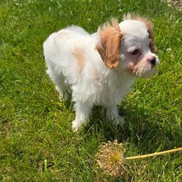 Tulip - Blenheim female Cavapoo puppy in Atwood, Illinois from Peace Road Puppies