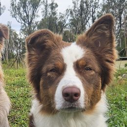Australian Shepherds from Strawberry Moon Aussies