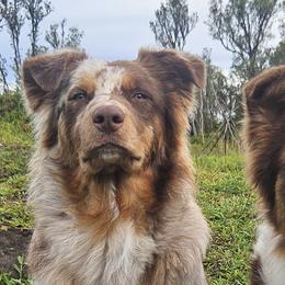 Australian Shepherds from Strawberry Moon Aussies