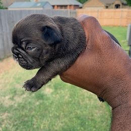 French Bulldog Puppies from Pet frenchies