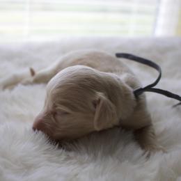 Chase - Cream male Dachshund puppy in Morrow, Ohio from Courtney’s Colorful Doxies