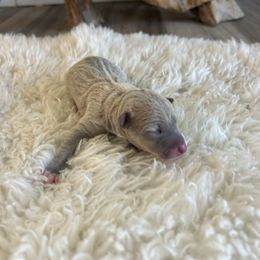 Genesis - Blue fawn male Italian Greyhound puppy in Southwest Florida, Florida from Woofford Italian Greyhounds