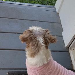 Pebbles - Shih Tzu
