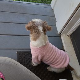 Pebbles - Shih Tzu