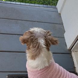 Pebbles - Shih Tzu