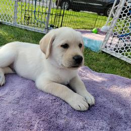 Labrador Retriever Puppies from Destiny Labradors