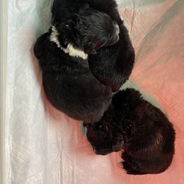 Girl 1 - Black Newfoundland puppy in Riverside, California from Gentle Soul Newfoundlands