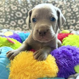 Boy Puppy from Litter - Silver gray male Weimaraner puppy in Carter, Montana from PM Weimaraners