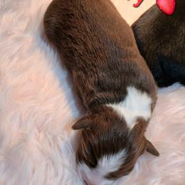 Miniature Australian Shepherd and Toy Australian Shepherd Puppies from Son Shine Farm