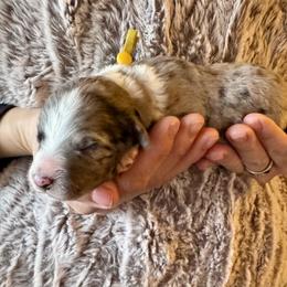 Slate - Blue merle male Aussiedoodle puppy in Columbia Falls, Montana from Firefly Horse Co Wellness Retreat Center