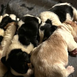 Basset Hounds from Rainbow Ranch