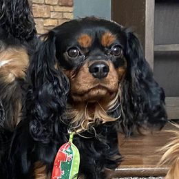 Brutus - Cavalier King Charles Spaniel